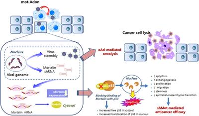 Why is Mortalin a Potential Therapeutic Target for Cancer?